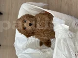 3 Aylık Bobby