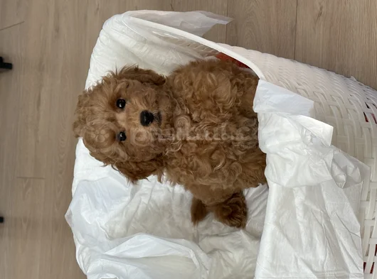 3 Aylık Bobby görsel