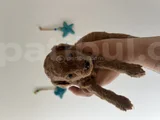 Harika Toy Poodle