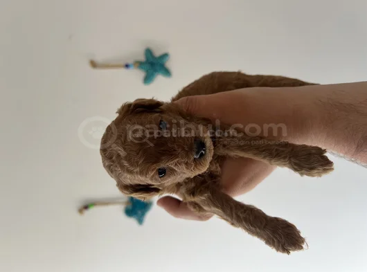 Harika Toy Poodle görsel