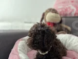 Harika Toy Poodle