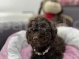 Harika Toy poodle
