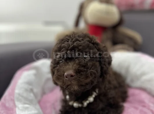 Harika Toy Poodle