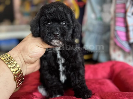 Black Poodle Özel Renk Bebeği̇mi̇z görsel