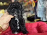 Si̇yah Özel Poodle Yavrumuz Aşili