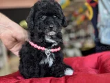 Black Poodle Özel Renk Bebeği̇mi̇z