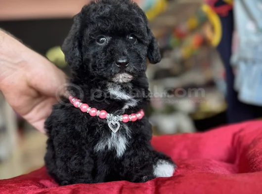 Black Poodle Özel Renk Bebeği̇mi̇z