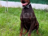 2 YAŞINDA SCR Lİ KIZIL DOBERMAN