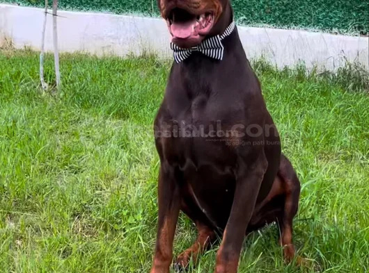 2 Yaşinda Scr Li̇ Kizil Doberman