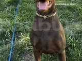 2 Yaşinda Scr Li̇ Kizil Doberman