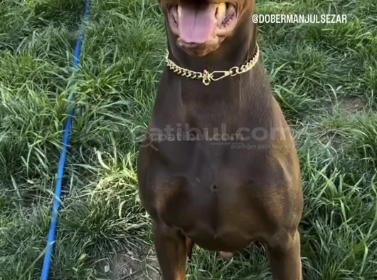 2 Yaşinda Scr Li̇ Kizil Doberman görsel