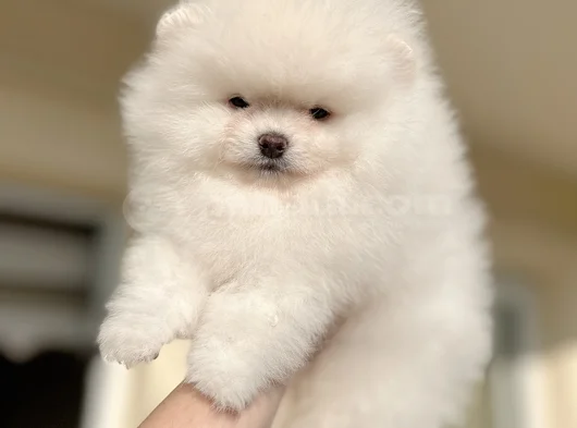 Kisa Burun Teacup Ayi Sürat görsel