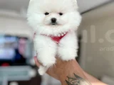 Kisa Burun Teacup Ayi Sürat
