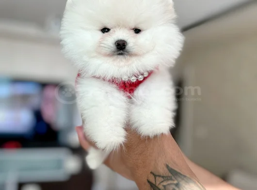 Kisa Burun Teacup Ayi Sürat görsel
