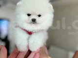 Kisa Burun Teacup Ayi Sürat