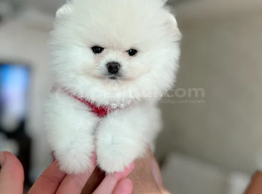 Kisa Burun Teacup Ayi Sürat görsel