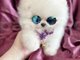 KISA BURUN TEACUP AYI SÜRAT