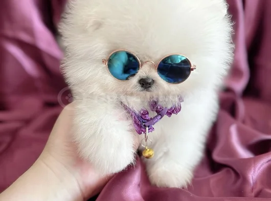Kisa Burun Teacup Ayi Sürat