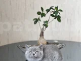 A KALİTE BRİTİSH SHORTHAİR YAVRUM