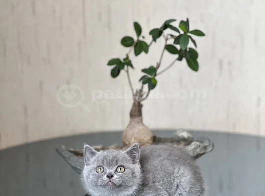 A Kali̇te Bri̇ti̇sh Shorthai̇r Yavrum