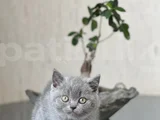 A Kali̇te Bri̇ti̇sh Shorthai̇r Yavrum