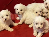 ev doğumu maltese bebegimiz
