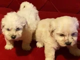 ev doğumu maltipoo yavrularımız