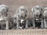 Irkının En Özeli Mükemmel Cane Corso Yavrular