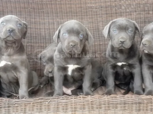 Irkının En Özeli Mükemmel Cane Corso Yavrular görsel