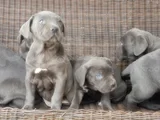 Irkının En Özeli Mükemmel Cane Corso Yavrular