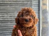 Harika Toy Poodle