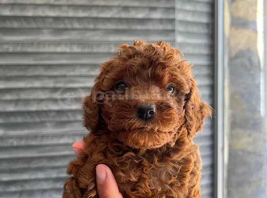 Harika Toy Poodle görsel