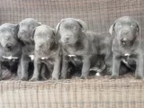 Irkının En Özeli Mükemmel Cane Corso Yavrular