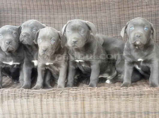 Irkının En Özeli Mükemmel Cane Corso Yavrular görsel