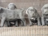Irkının En Özeli Mükemmel Cane Corso Yavrular