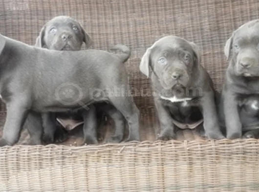 Irkının En Özeli Mükemmel Cane Corso Yavrular görsel