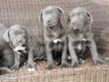 Irkının En Özeli Mükemmel Cane Corso Yavrular