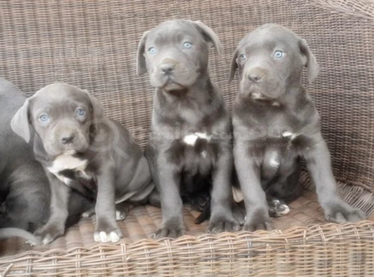 Irkının En Özeli Mükemmel Cane Corso Yavrular görsel