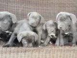 Irkının En Özeli Mükemmel Cane Corso Yavrular
