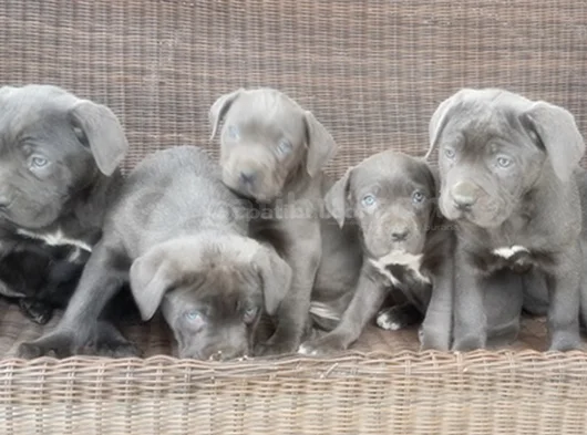 Irkının En Özeli Mükemmel Cane Corso Yavrular görsel