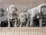 Irkının En Özeli Mükemmel Cane Corso Yavrular