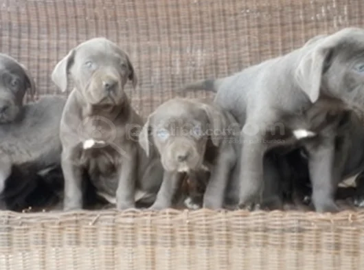 Irkının En Özeli Mükemmel Cane Corso Yavrular görsel