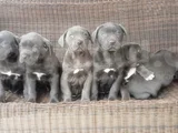 Irkının En Özeli Mükemmel Cane Corso Yavrular
