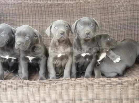 Irkının En Özeli Mükemmel Cane Corso Yavrular