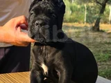 Şecere Belgeli Irk Ve Sağlık Garantili Yavrular