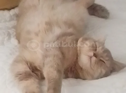 3 Aylık Brıtısh Anne Baba British 3 Erkek 1 Dişi görsel