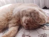 3 Aylık Brıtısh Anne Baba British 3 Erkek 1 Dişi