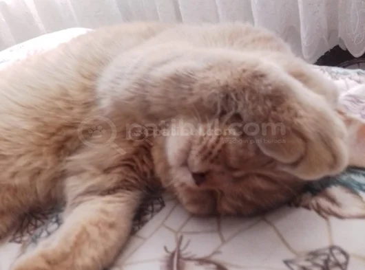3 Aylık Brıtısh Anne Baba British 3 Erkek 1 Dişi görsel