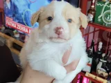 Irk Garantili Safkan Border Collie Yavrusu