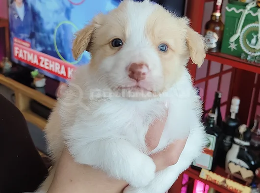 Irk Garantili Safkan Border Collie Yavrusu görsel